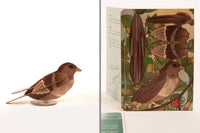 3D Greeting Card: Bird - Tales for Tadpoles