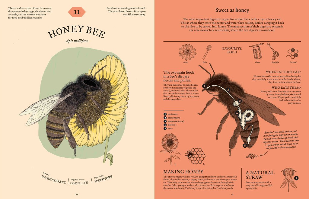 Aina Bestard: Eatopedia - An encyclopedia of how animals eat, digest and poo - Tales for Tadpoles