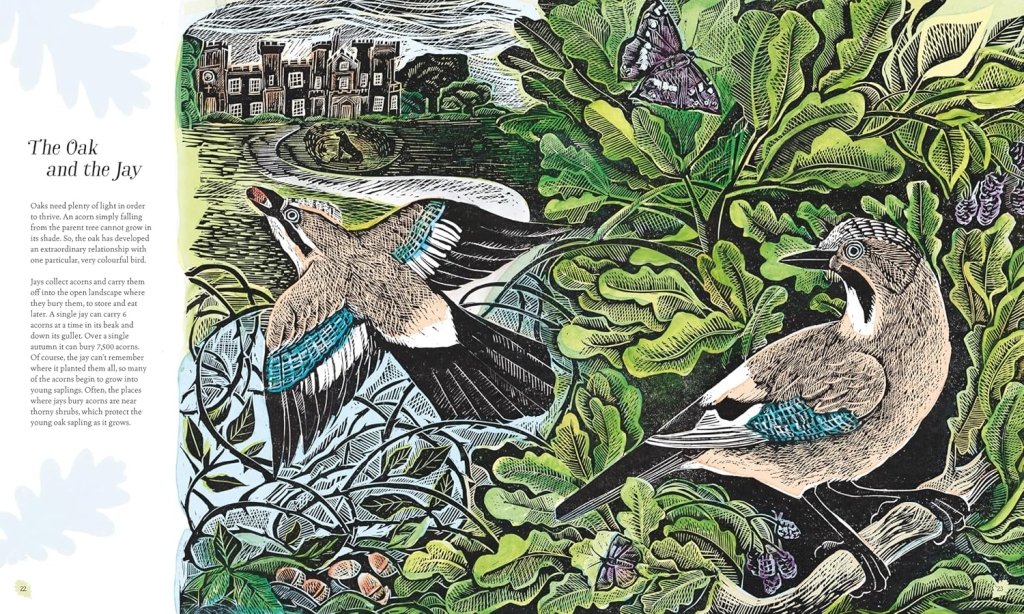 Isabella Tree: Wilding, illustrated by Angela Harding - Tales for Tadpoles