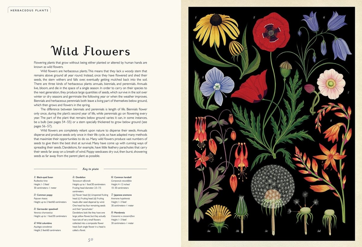 Jenny Broom: Botanicum, illustrated by Katie Scott - Tales for Tadpoles
