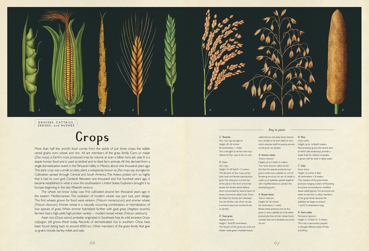 Jenny Broom: Botanicum, illustrated by Katie Scott - Tales for Tadpoles