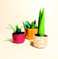 Sunday 21st Sept 1.30pm: Origami Cactus Plants with Ruth Keating - Tales for Tadpoles