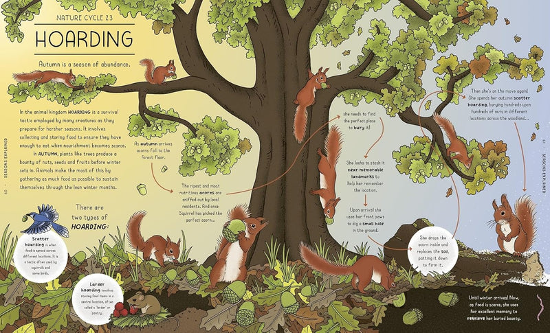 Helen Brown: Nature Explained, illustrated by Claire Scully