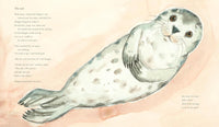 Mara Bergman: The Seal on the Beach, illustrated by Brita Granström