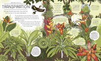 Helen Brown: Nature Explained, illustrated by Claire Scully