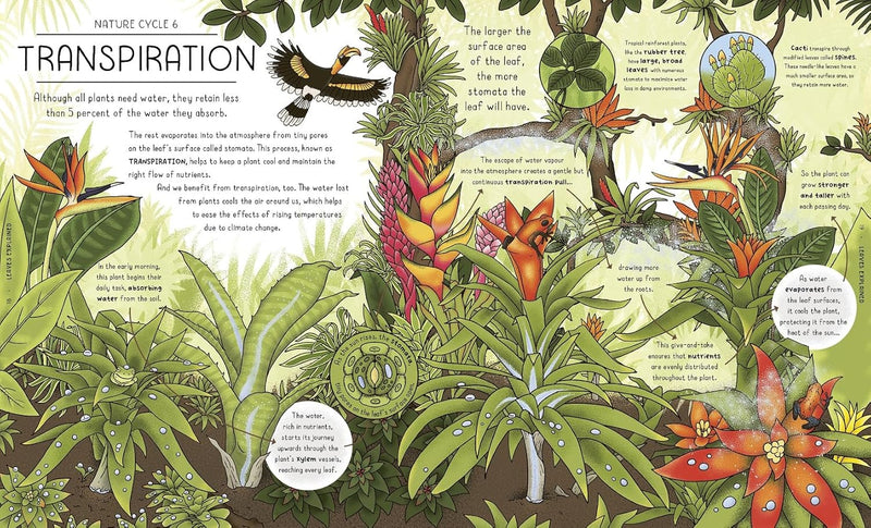 Helen Brown: Nature Explained, illustrated by Claire Scully