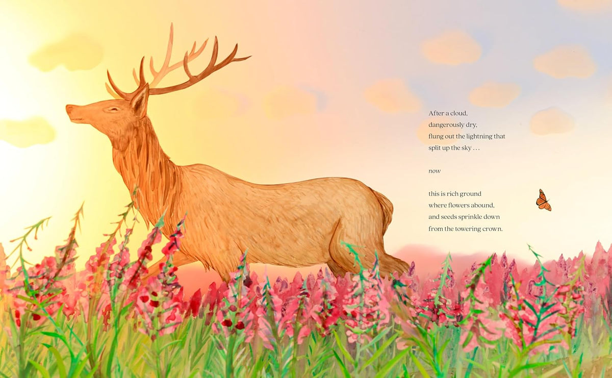 Louise M. Aamodt: A Forest Begins Anew, illustrated by Elly MacKay
