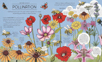 Helen Brown: Nature Explained, illustrated by Claire Scully