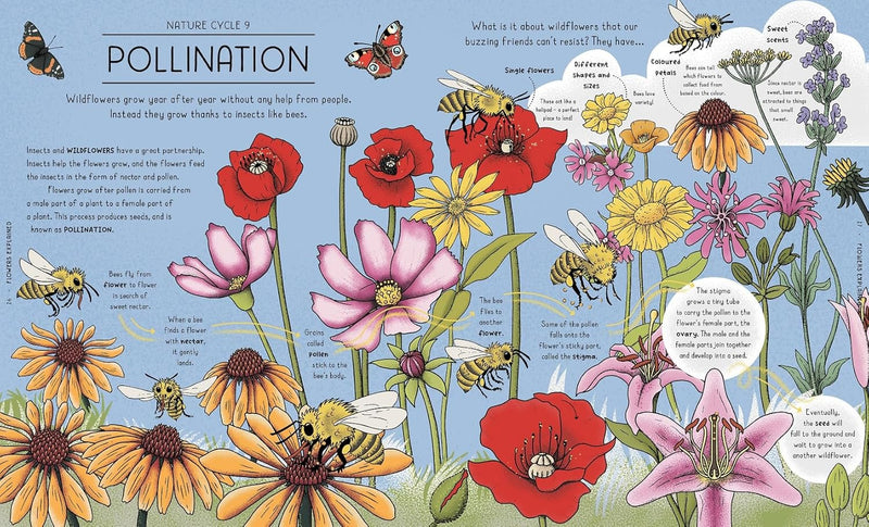 Helen Brown: Nature Explained, illustrated by Claire Scully