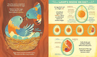 Rachel Ignotofsky: What's Inside a Bird's Nest?