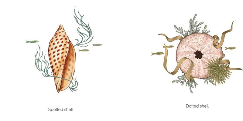 Amy Sky Koster: Seashell, illustrated by Lisel Jane Ashlock