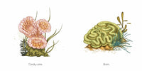 Amy Sky Koster: Coral, illustrated by Lisel Jane Ashlock - Tales for Tadpoles