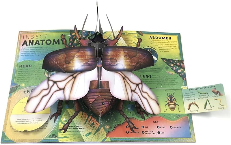 Ben Hoare: The Incredible Pop - Up Bug, illustrated by Jasmine Floyd - Tales for Tadpoles