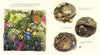 Briony May Smith: Tiny Jenny - Tales for Tadpoles