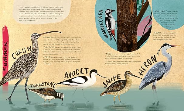 Dara McAnulty: A Wild Child's Book of Birds, illustrated by Barry Falls - Tales for Tadpoles