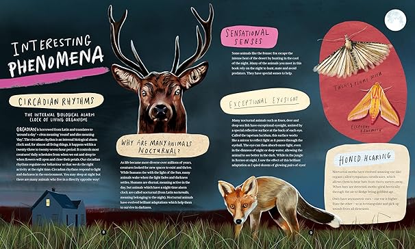 Dara McAnulty: A Wild Child's Guide To Nature At Night, illustrated by Barry Falls - Tales for Tadpoles