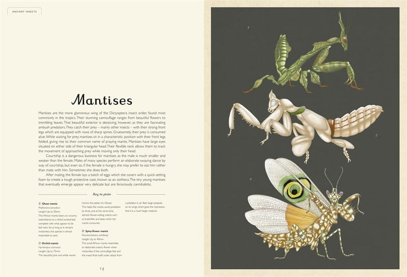 Emily Garces Insects Dave Goulson: Insectarium, illustrated by Emily Carter - Tales for Tadpoles