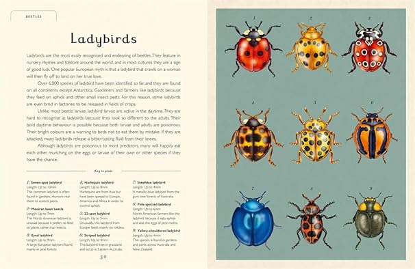 Dave Goulson: Insectarium, illustrated by Emily Carter - Tales for Tadpoles