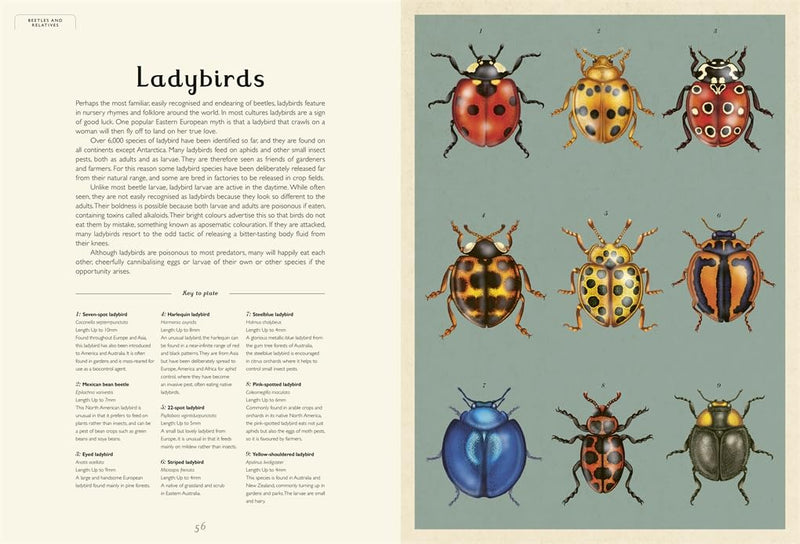 Emily Garces Insects Dave Goulson: Insectarium, illustrated by Emily Carter - Tales for Tadpoles