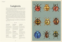 Dave Goulson: Insectarium, illustrated by Emily Carter - Tales for Tadpoles