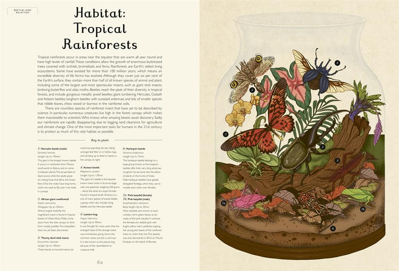 Dave Goulson: Insectarium, illustrated by Emily Carter - Tales for Tadpoles