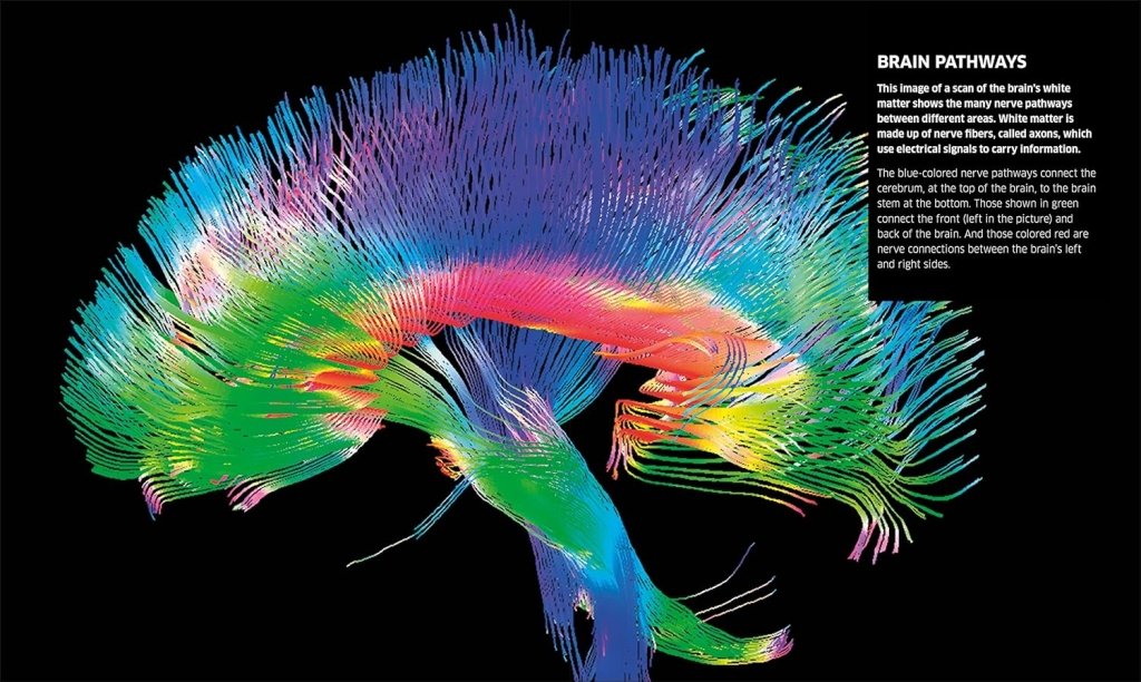 DK: Knowledge Encyclopedia Human Body! - Tales for Tadpoles