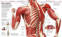 DK: Knowledge Encyclopedia Human Body! - Tales for Tadpoles