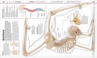 DK: Knowledge Encyclopedia Human Body! - Tales for Tadpoles