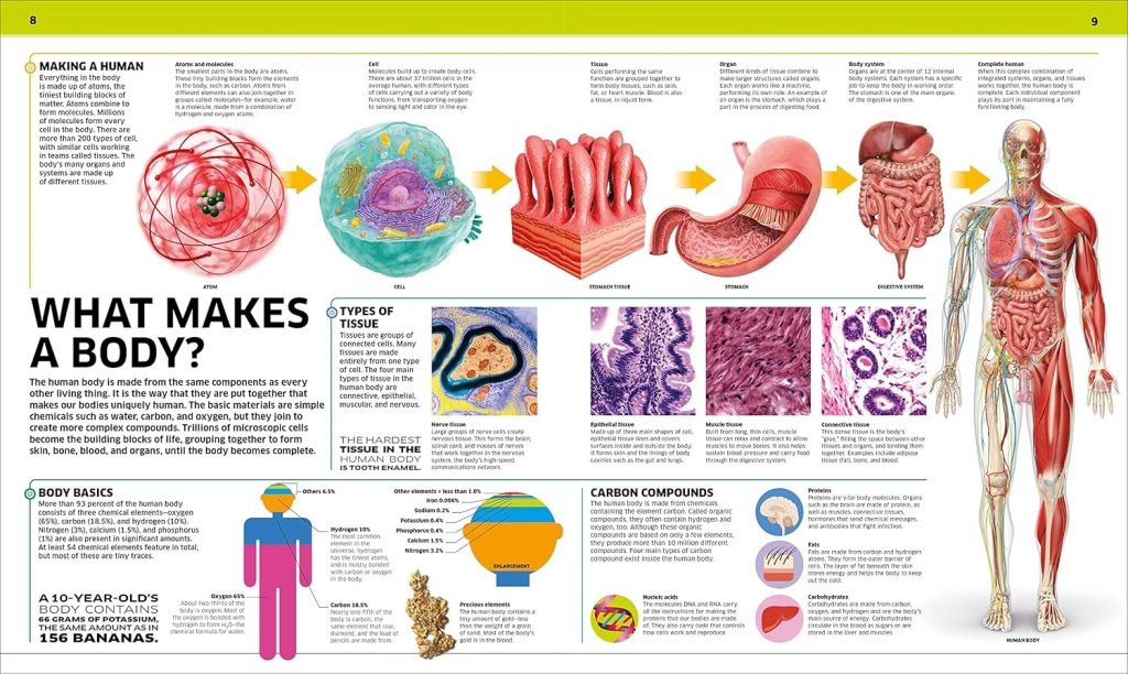 DK: Knowledge Encyclopedia Human Body! - Tales for Tadpoles