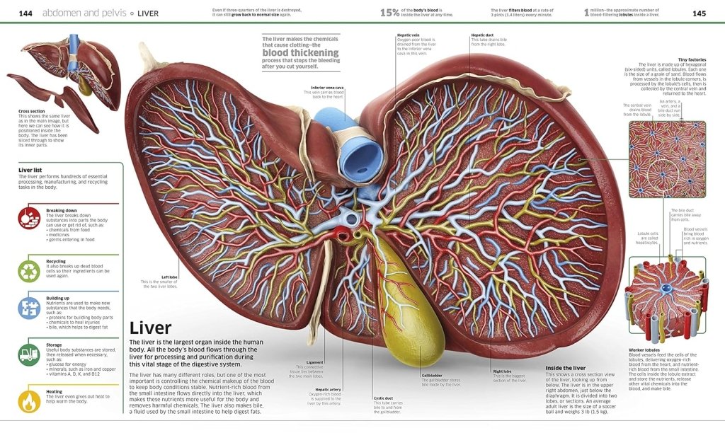 DK: Knowledge Encyclopedia Human Body! - Tales for Tadpoles