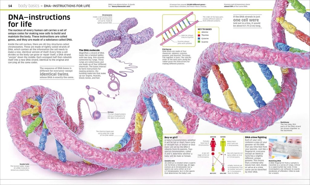 DK: Knowledge Encyclopedia Human Body! - Tales for Tadpoles