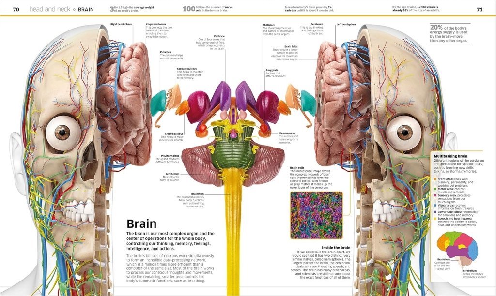 DK: Knowledge Encyclopedia Human Body! - Tales for Tadpoles