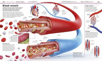 DK: Knowledge Encyclopedia Human Body! - Tales for Tadpoles