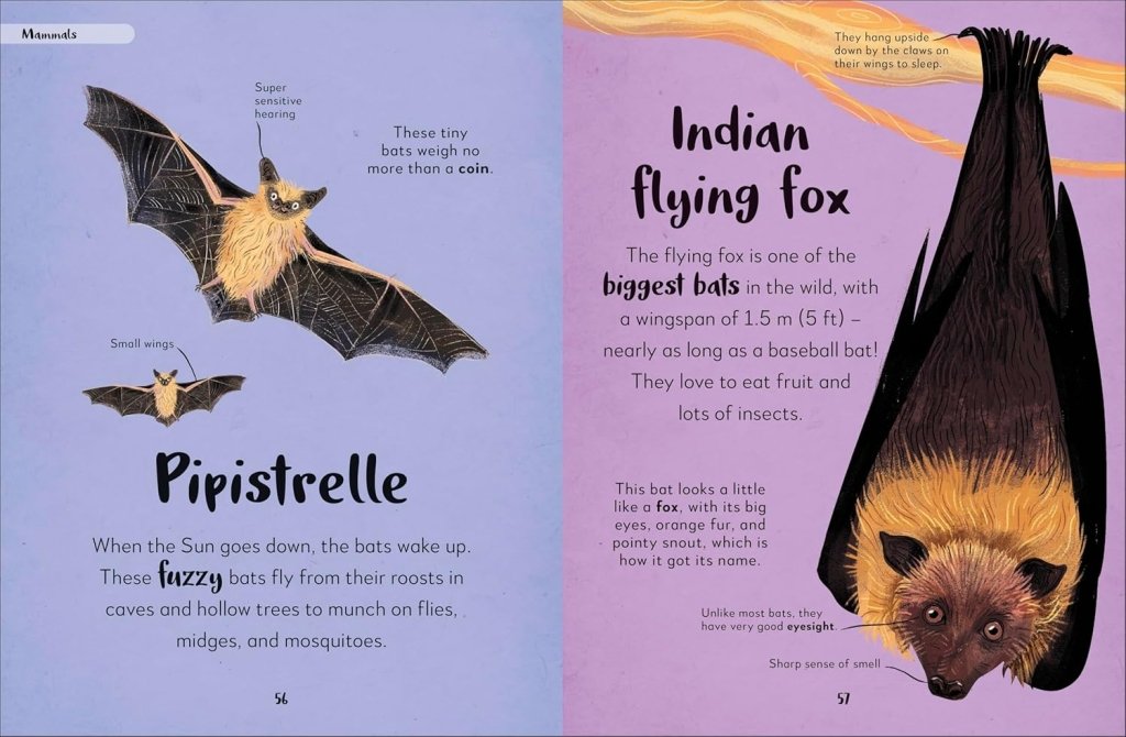 DK: The Bedtime Book of Nighttime Animals - Tales for Tadpoles