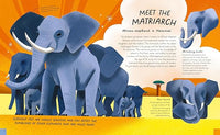 Dr Carly Anne York: Queens of the Jungle, illustrated by Kimberlie Clinthorne Wong - Tales for Tadpoles
