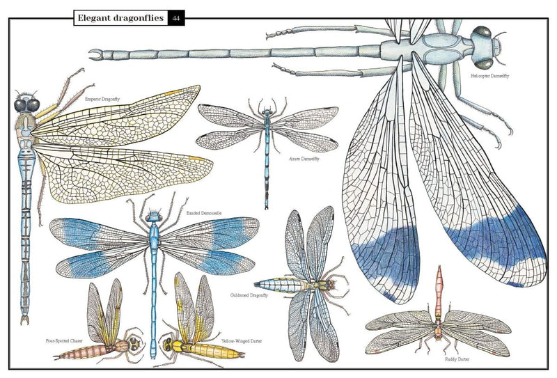 Florence Guiraud: Wonders of Nature - Explorations in the World of Birds, Insects and Fish - Tales for Tadpoles