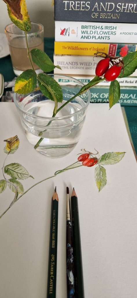 Friday 19th Sept 7pm: Nature Drawing with Enagh Farrell - Tales for Tadpoles