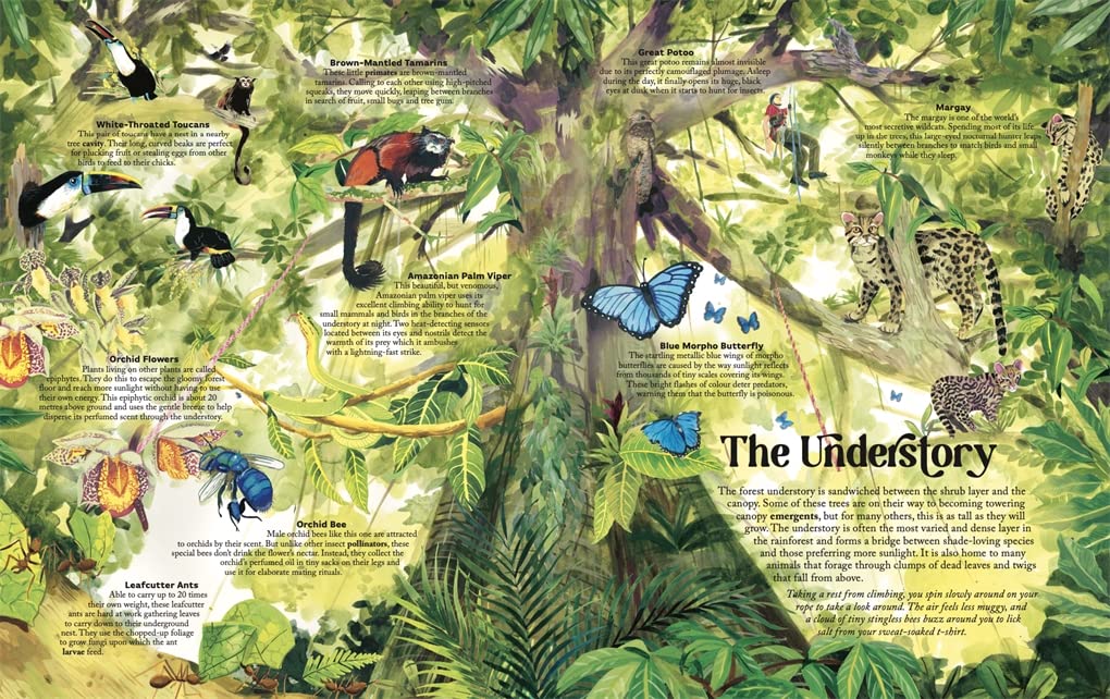 James Aldred: Up in the Canopy, illustrated by Good Wives and Warriors - Tales for Tadpoles