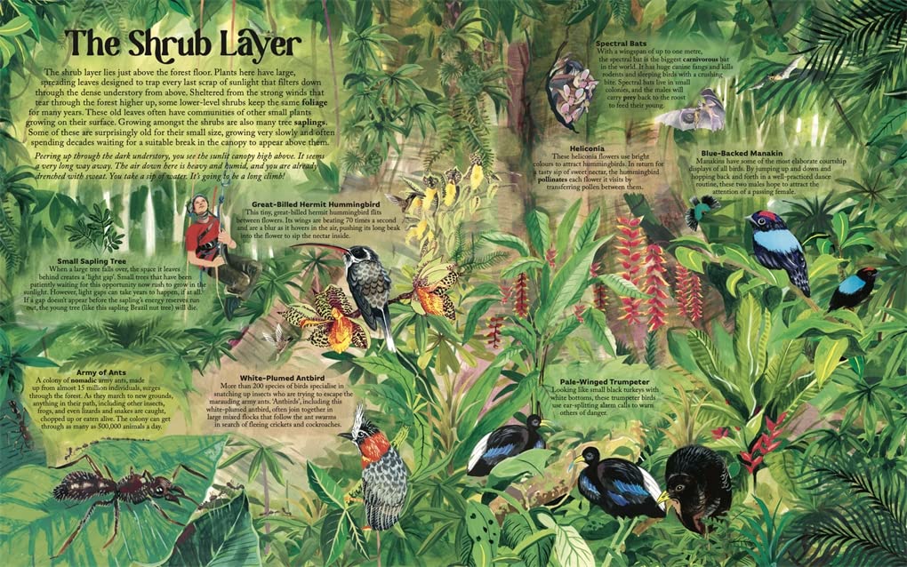 James Aldred: Up in the Canopy, illustrated by Good Wives and Warriors - Tales for Tadpoles