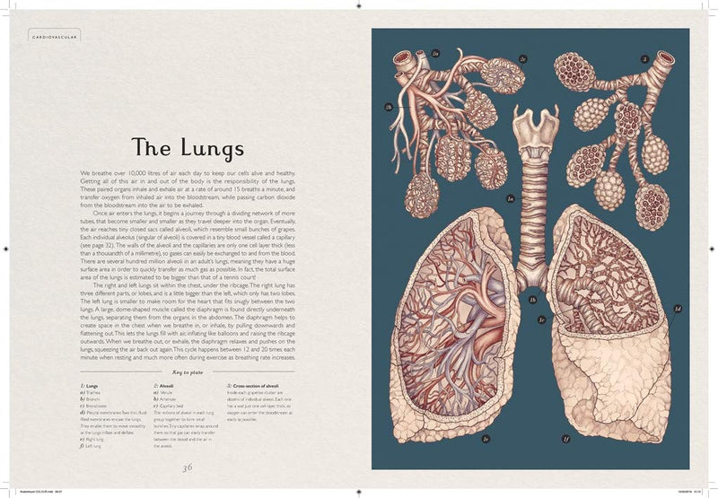 Jennifer Z Paxton: Anatomicum, illustrated by Katy Wiedemann - Tales for Tadpoles