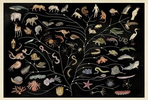 Jenny Broom: Animalium, illustrated by Katie Scott - Tales for Tadpoles