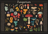 Jigsaw: Katie Scott - Fungarium (1000 pieces) - Tales for Tadpoles