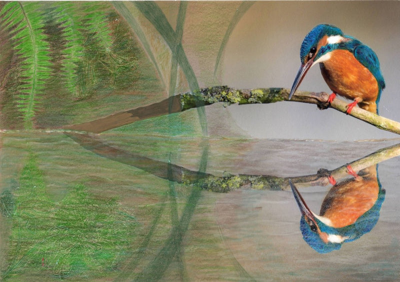 Liz Norris: Kingfisher Blue, illustrated by Kerstin Walsh - Tales for Tadpoles