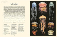 Loveday Trinick: Oceanarium Junior, illustrated by Teagan White - Tales for Tadpoles