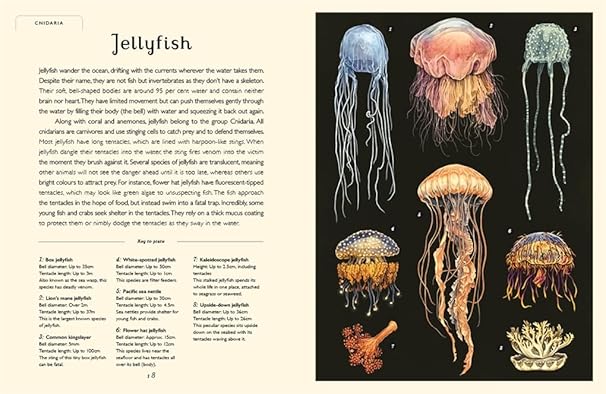 Loveday Trinick: Oceanarium Junior, illustrated by Teagan White - Tales for Tadpoles
