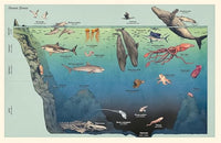 Loveday Trinick: Oceanarium Junior, illustrated by Teagan White - Tales for Tadpoles