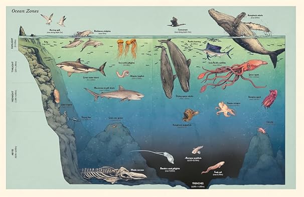Loveday Trinick: Oceanarium Junior, illustrated by Teagan White - Tales for Tadpoles