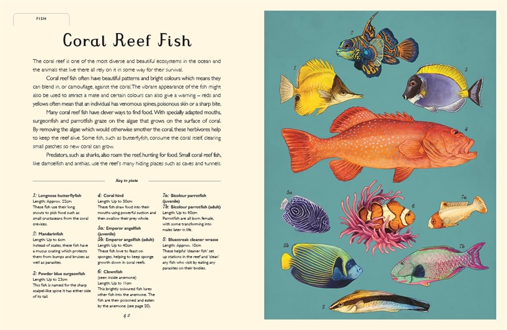 Loveday Trinick: Oceanarium Junior, illustrated by Teagan White - Tales for Tadpoles