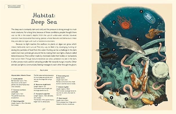 Loveday Trinick: Oceanarium Junior, illustrated by Teagan White - Tales for Tadpoles