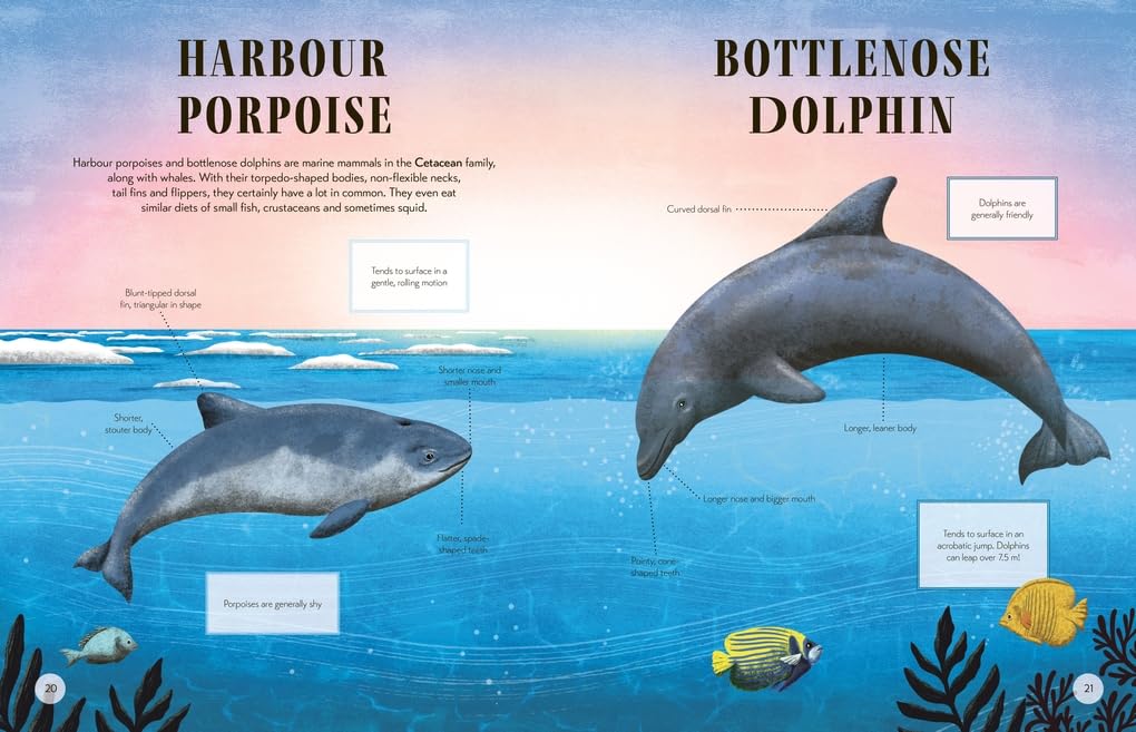 Lucy Thorn: Tell Us Apart - A Who's Who of Confusing Animals, illustrated by Lucy Rose - Tales for Tadpoles
